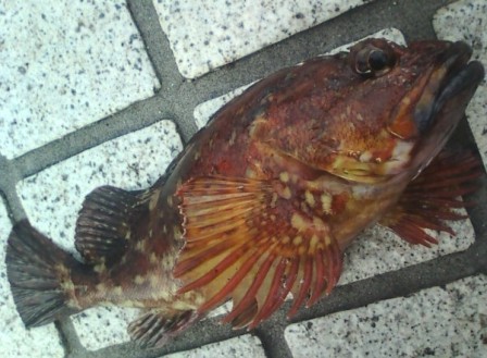 2012 1 1 カサゴ ソイ 湘南 釣り道 釣れんのか