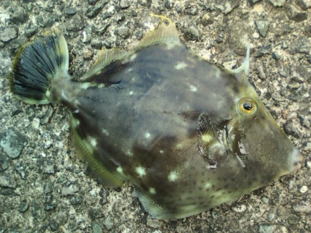 120512カワハギ.jpg