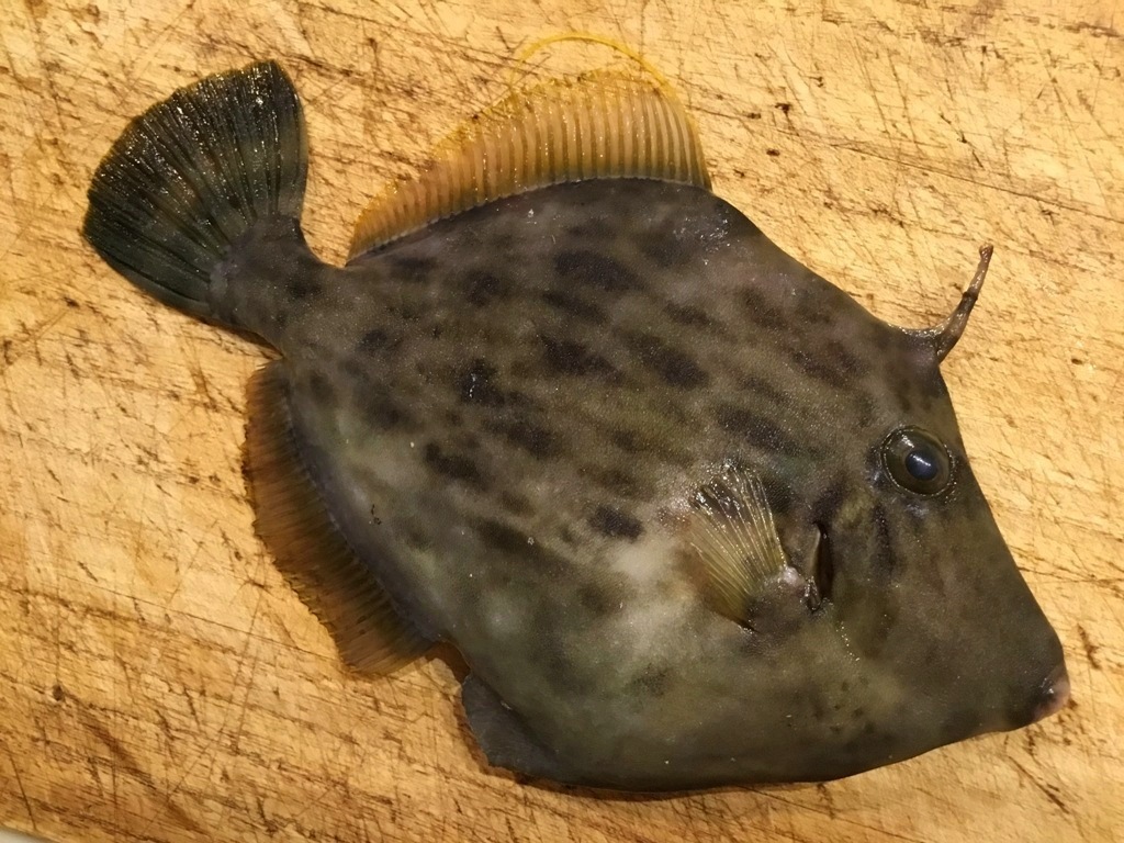 9月 の記録 湘南 釣り道 釣れんのか