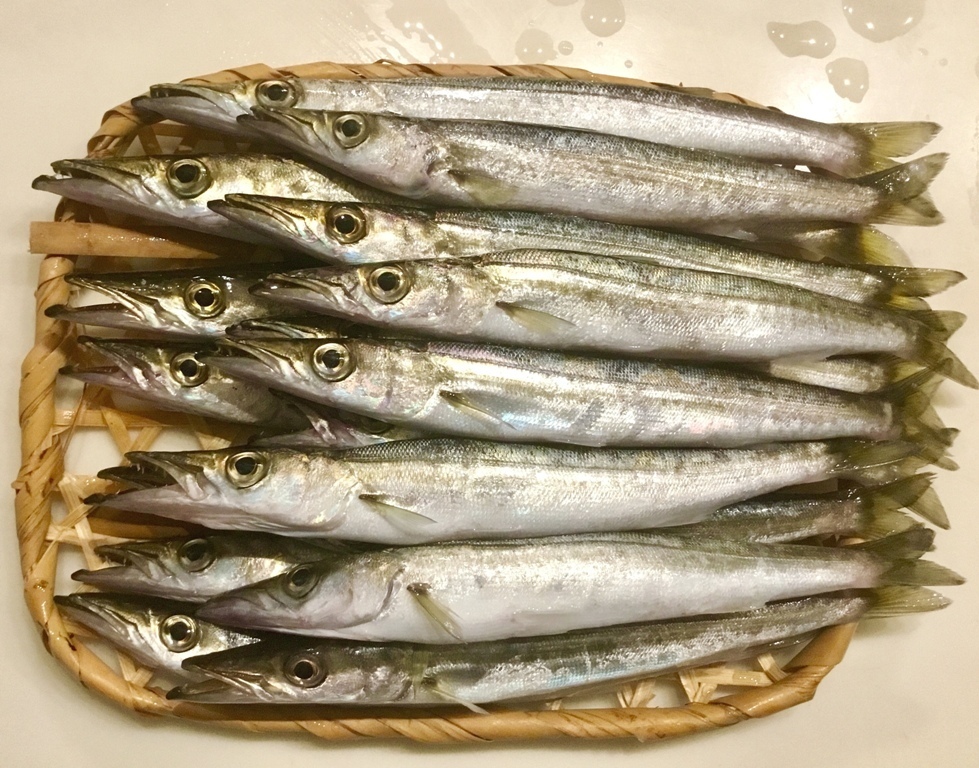 190804カマス.jpg