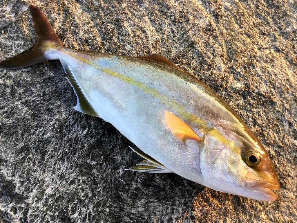 9月 の記録 湘南 釣り道 釣れんのか