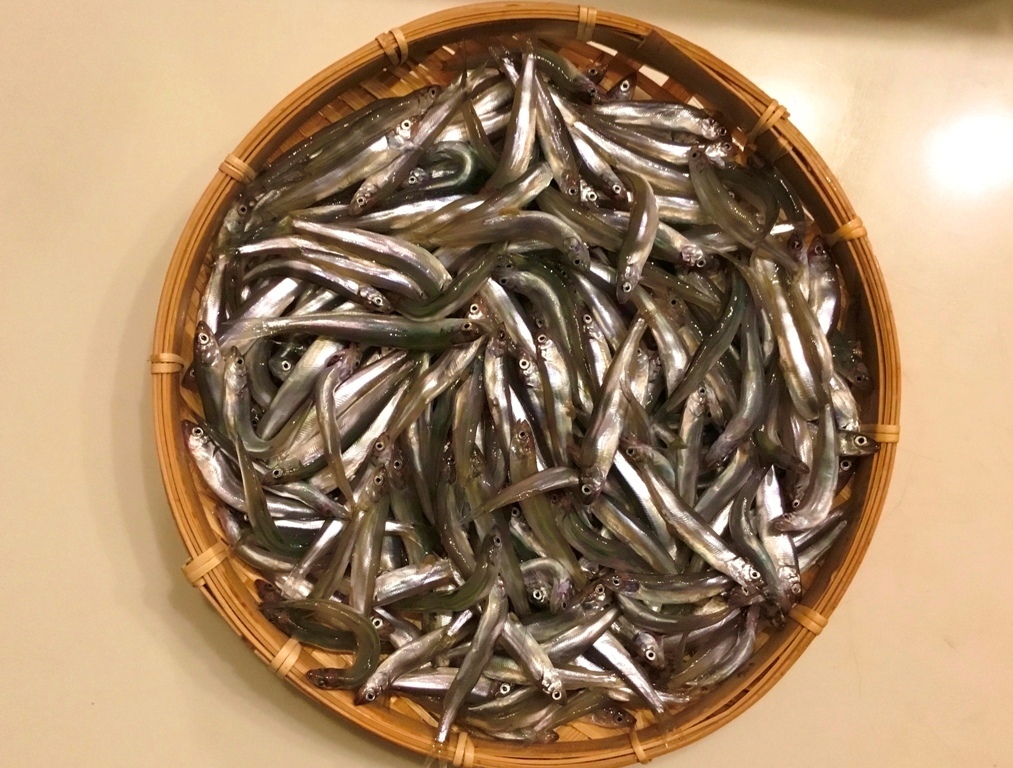 200315小イワシ2.jpg
