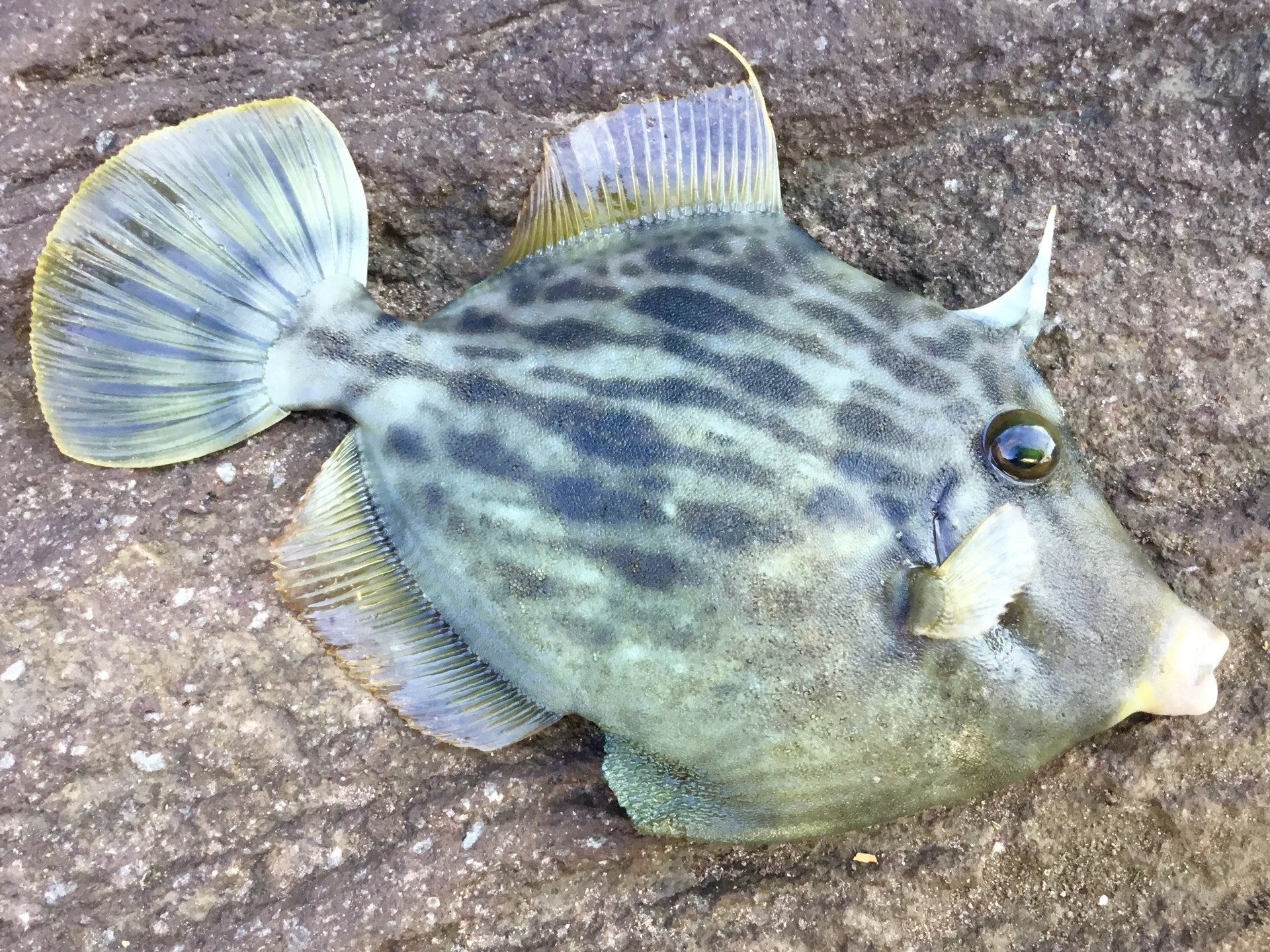 ちょっとしたお話 湘南 釣り道 釣れんのか