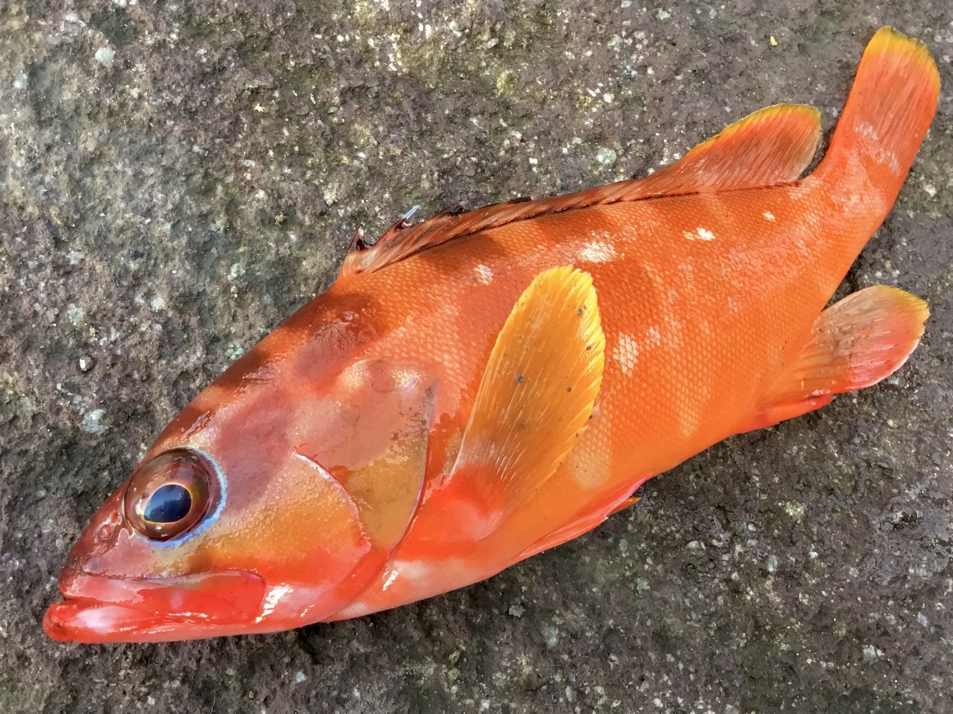 12月の記録 湘南 釣り道 釣れんのか