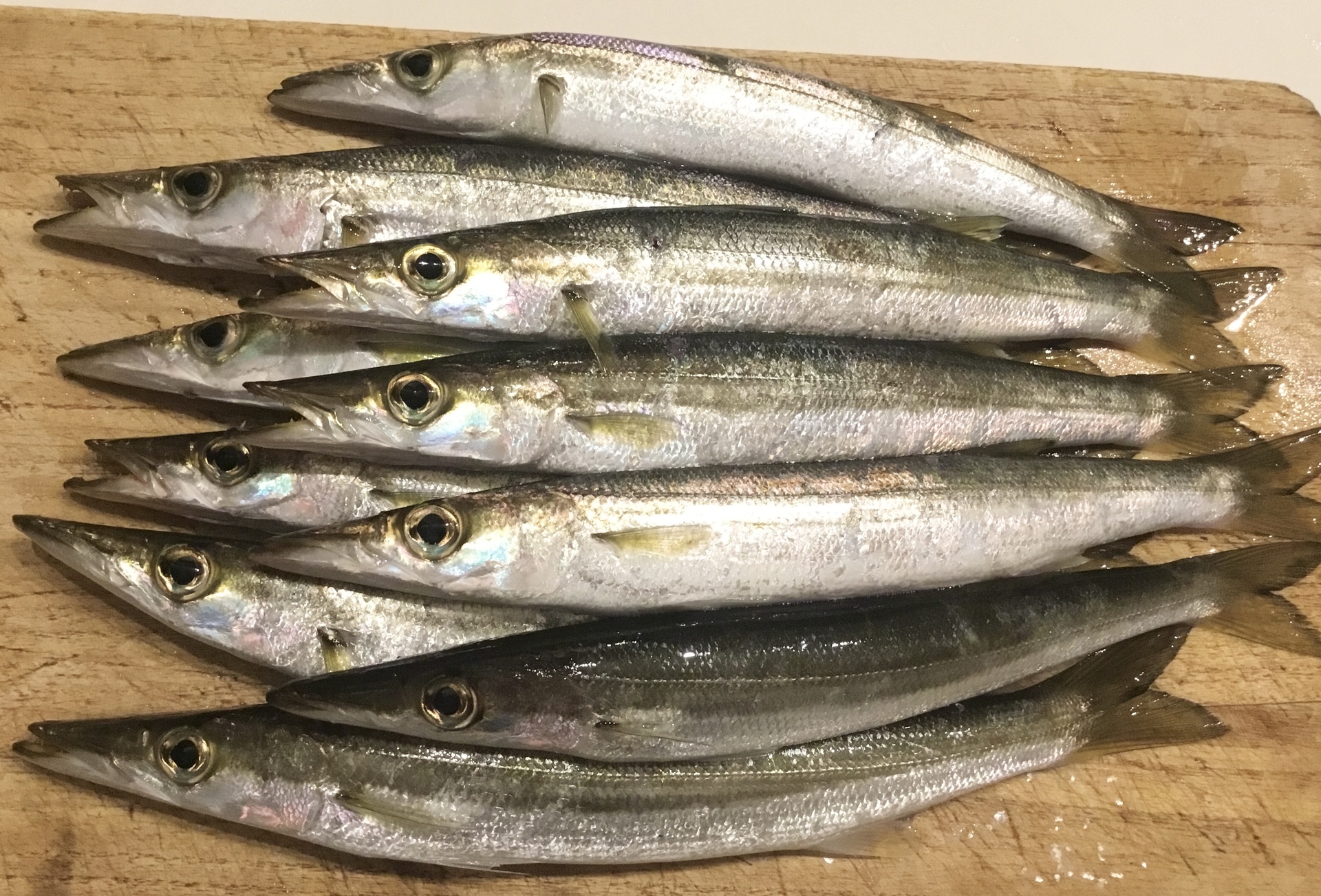 2 湘南 釣り道 釣れんのか