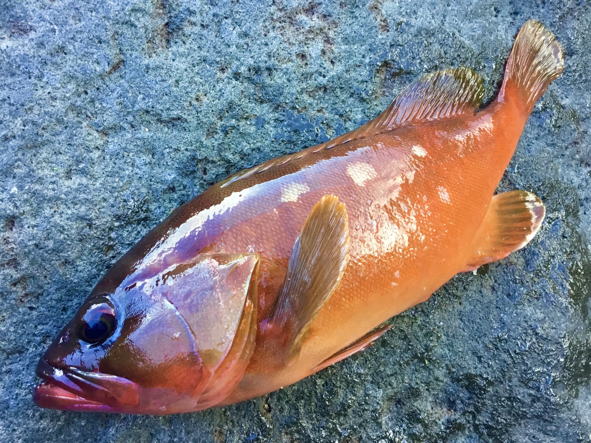 5月 の記録 湘南 釣り道 釣れんのか