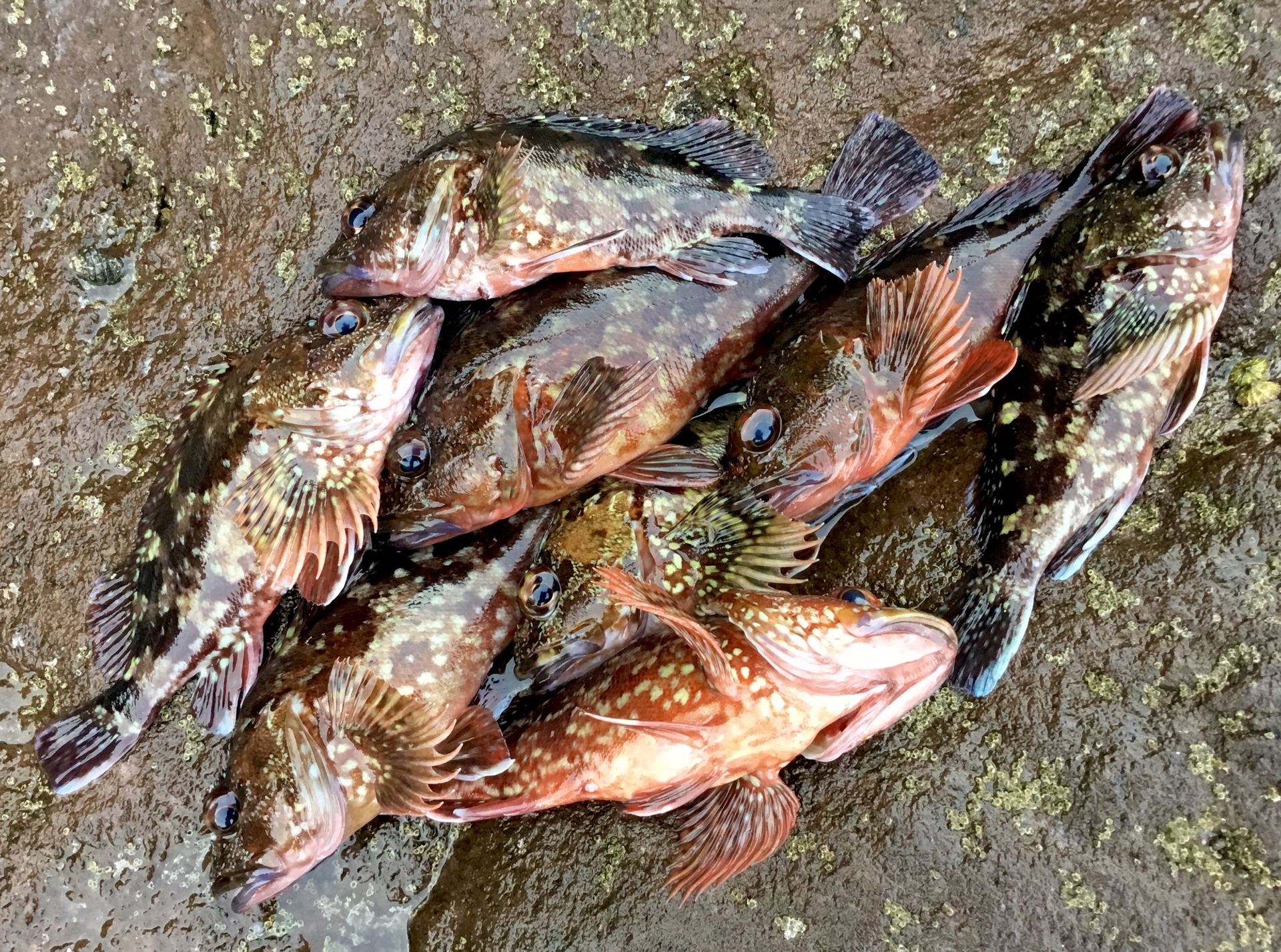 5月 の記録 湘南 釣り道 釣れんのか