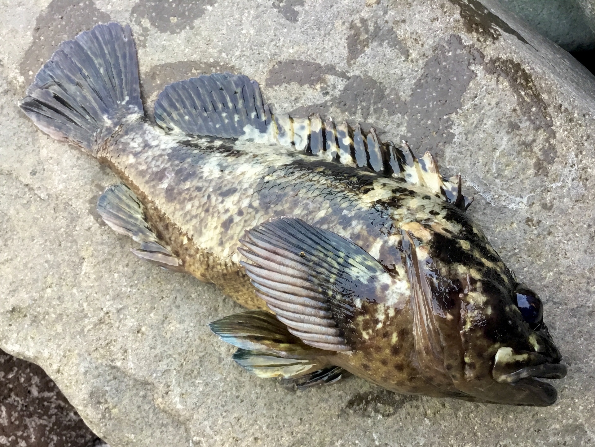 5月 の記録 湘南 釣り道 釣れんのか