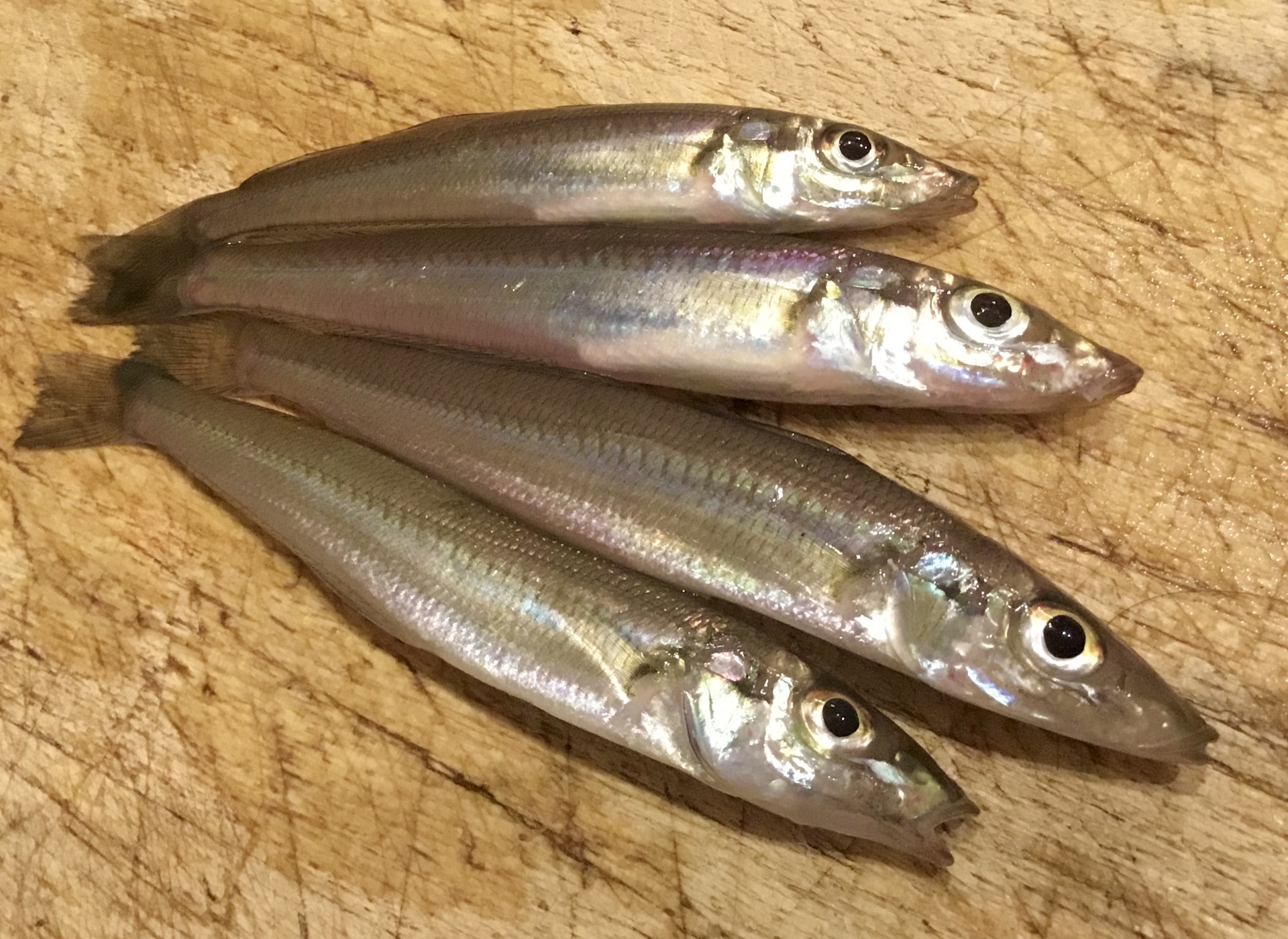 11月 の記録 湘南 釣り道 釣れんのか